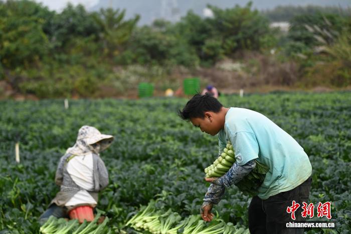 广西贺州供粤港澳大湾区蔬菜采摘忙