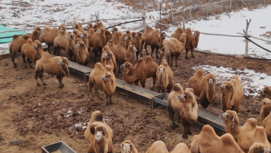 256a8c1d-ae38-42ad-8194-e6e25b1e1d4b