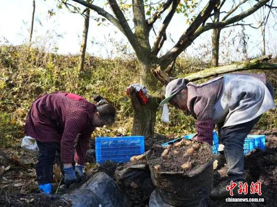 图为贵州省德江县的农户在采收天麻。(德江县融媒体中心供图) 图为贵州省德江县的农户在采收天麻。(德江县融媒体中心供图)