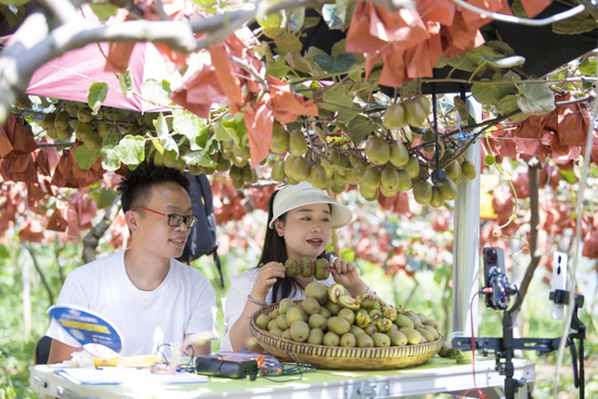 猕猴桃丰收 网络达人销售猕猴桃 尚宇杰 摄