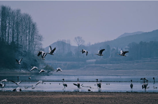 智慧监测赋能，科技守护候鸟栖息家园