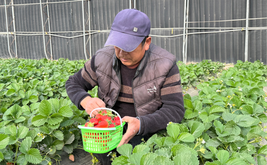 工作人员准备将当天采摘的草莓打包寄出。努尔古再丽 摄