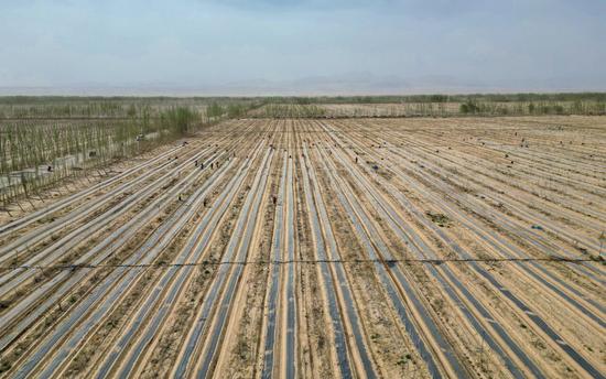 瓜蒌种植基地（航拍图）。许晓龙 摄
