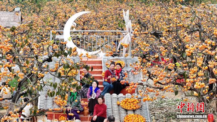 桂林恭城超25万亩月柿绘就产业富民新图景