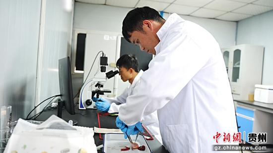 技术员在检测三文鱼的品质。沈启照 摄