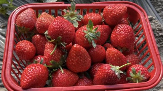 又大又红的草莓。努尔古再丽 摄