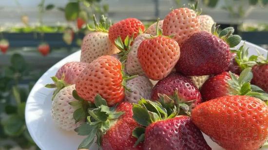 多品种的新鲜草莓。努尔古再丽 摄