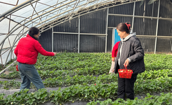 市民采摘草莓。努尔古再丽 摄