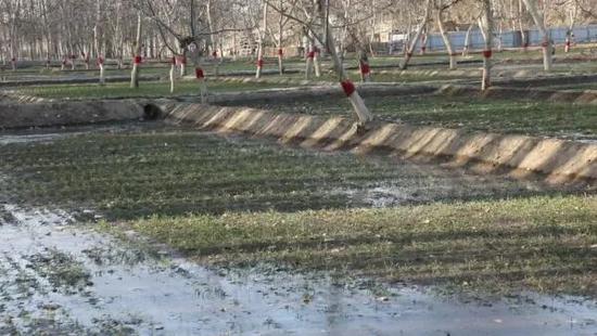 和田市肖尔巴格乡英巴格村灌溉后的麦田。如克耶 摄
