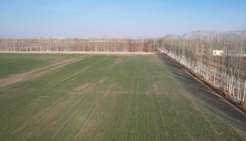 巴楚县26万余亩冬小麦进入越冬期