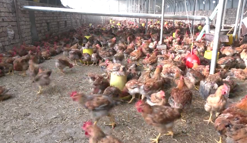 千羽家禽齐振翅 特色养殖富农家