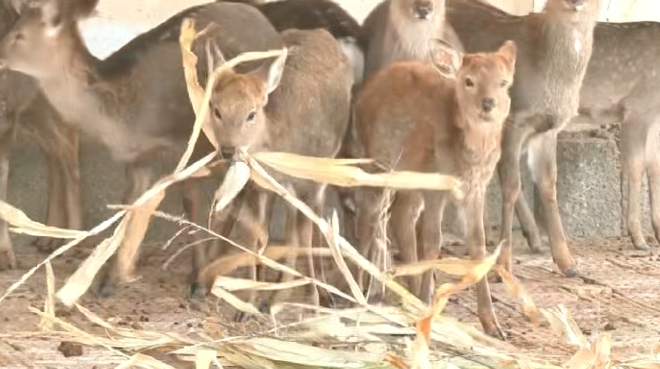 “一村一品”育新机 梅花鹿养殖添新翼