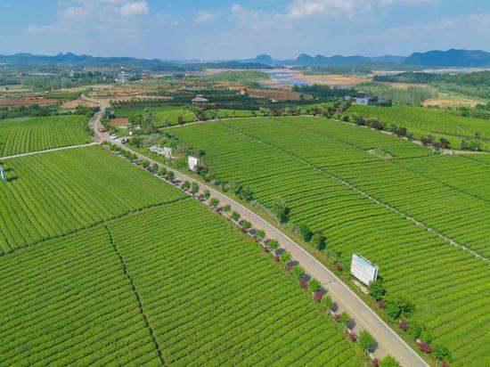 清镇市虎山彝寨至琊陇坝生态宜居路中华茶博园段。 清镇市虎山彝寨至琊陇坝生态宜居路中华茶博园段。