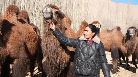 威赛丽麦·艾比布拉与她的骆驼。