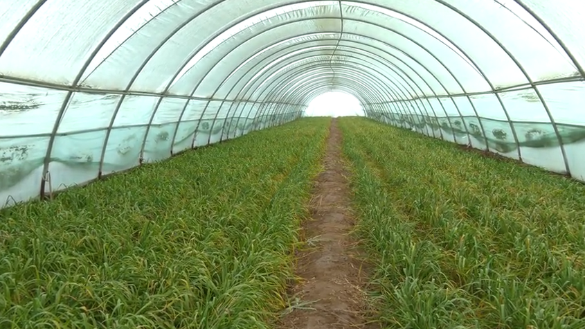 蒜苗即将丰收 村民盼“蒜”好收益