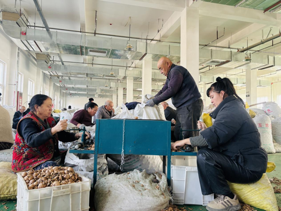 村民在核桃加工厂分拣核桃。 通讯员 薛娇 摄
