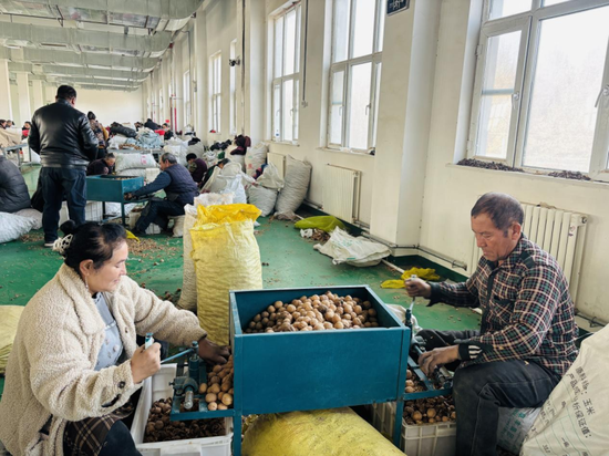 村民在核桃加工厂分拣核桃。 通讯员 薛娇 摄0