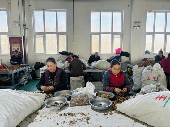 村民在核桃加工厂分拣核桃。通讯员 薛娇 摄