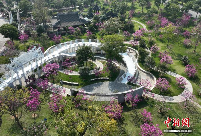 广西南宁紫风铃花盛开 冬日“春景”引游人