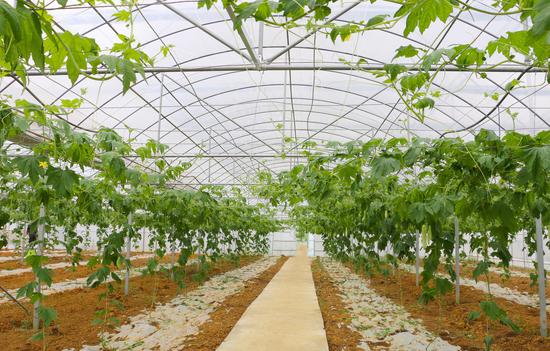 清镇市红枫湖镇骆家桥村高标准大棚蔬菜基地。李齐 摄 清镇市红枫湖镇骆家桥村高标准大棚蔬菜基地。李齐 摄