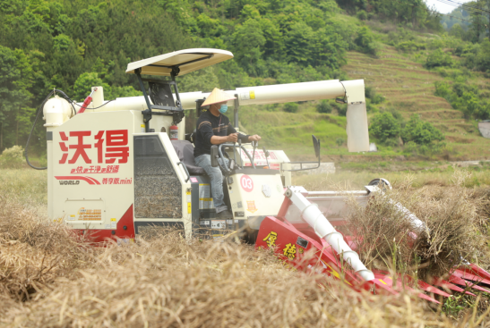 农民驾驶收割机收割油菜 农民驾驶收割机收割油菜