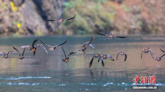图为一群鸳鸯掠过湖面盘旋飞舞。 图为一群鸳鸯掠过湖面盘旋飞舞。