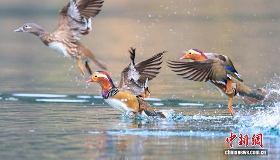 图为鸳鸯在水面嬉戏。 图为鸳鸯在水面嬉戏。