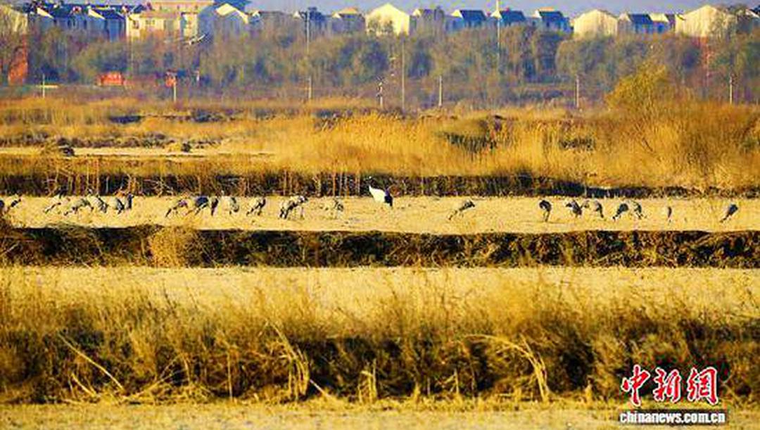 宁夏生态向好 珍稀动物频频现身“打卡”