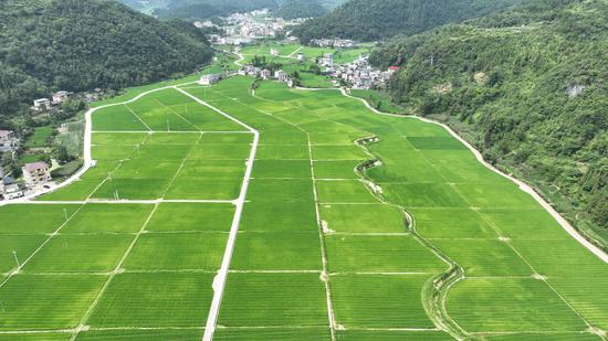 岑巩县天马镇天马村大田坝水稻制种基地。沈启照 摄 岑巩县天马镇天马村大田坝水稻制种基地。沈启照 摄