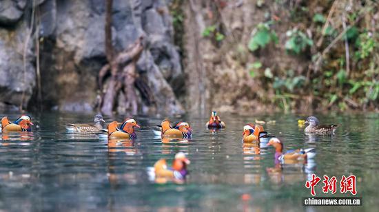 图为一群鸳鸯悠闲地在水面嬉戏游弋。 图为一群鸳鸯悠闲地在水面嬉戏游弋。