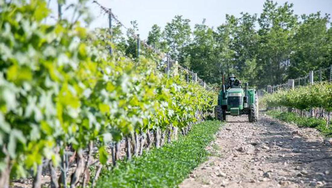 银川都市农业品牌案例入选乡村振兴创新库