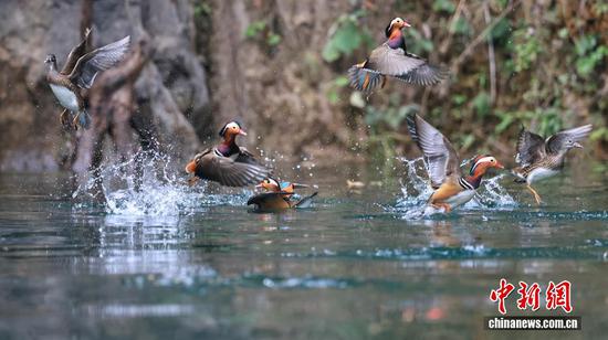 图为一群鸳鸯悠闲地在水面嬉戏游弋。 图为一群鸳鸯悠闲地在水面嬉戏游弋。