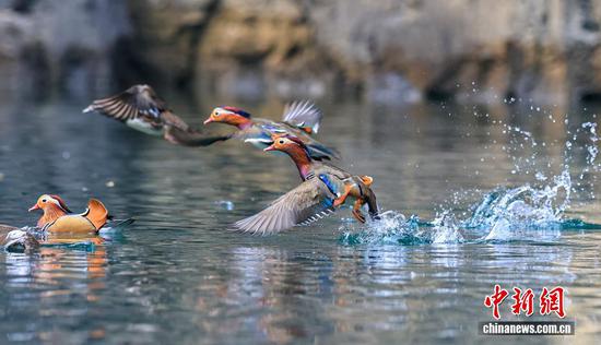图为一群鸳鸯悠闲地在水面嬉戏游弋。 图为一群鸳鸯悠闲地在水面嬉戏游弋。