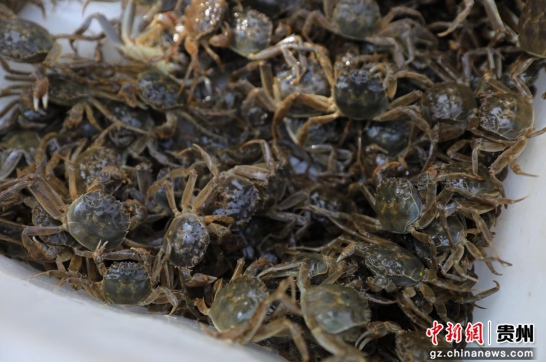 剑河县巫溜科技小院的河蟹苗。聂晶梅 摄 剑河县巫溜科技小院的河蟹苗。聂晶梅 摄