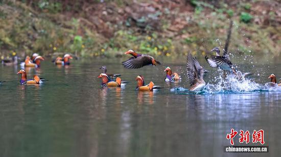 图为一群鸳鸯悠闲地在水面嬉戏游弋。 图为一群鸳鸯悠闲地在水面嬉戏游弋。