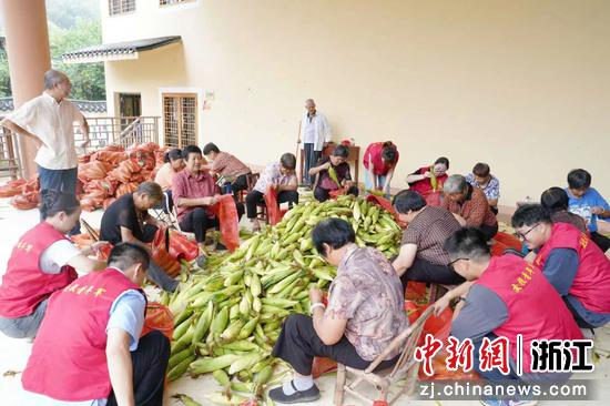 青年志愿者协同大源村村民采摘整理订单玉米。 浙江商业集团 供图 青年志愿者协同大源村村民采摘整理订单玉米。 浙江商业集团 供图