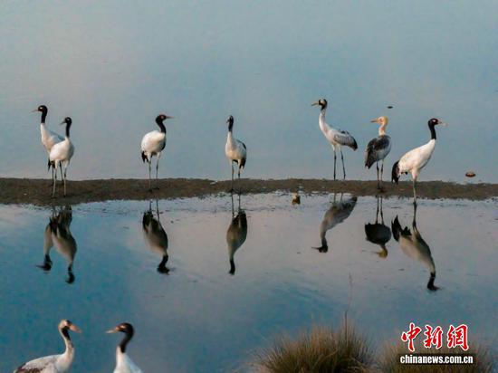 12月10日，贵州省毕节市威宁彝族回族苗族自治县草海国家级自然保护区，成群结队的黑颈鹤悠闲觅食，栖身保护区，尽显生态之美。