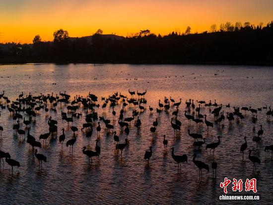 12月10日，贵州省毕节市威宁彝族回族苗族自治县草海国家级自然保护区，成群结队的黑颈鹤悠闲觅食，栖身保护区，尽显生态之美。