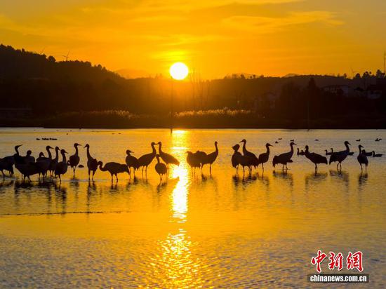 12月10日，贵州省毕节市威宁彝族回族苗族自治县草海国家级自然保护区，成群结队的黑颈鹤悠闲觅食，栖身保护区，尽显生态之美。
