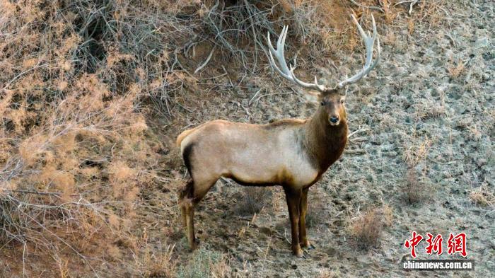 生态治理见成效 塔里木河畔再现“荒漠精灵”