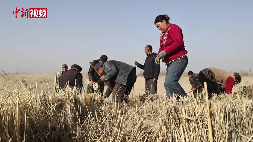 探访新疆莎车县沙漠治理：科学治沙富民一方