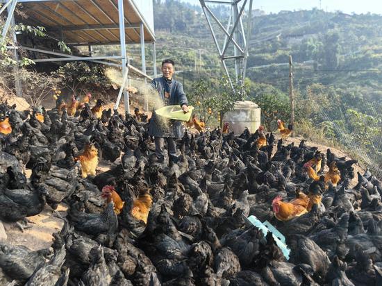 村民正在喂养跑山鸡