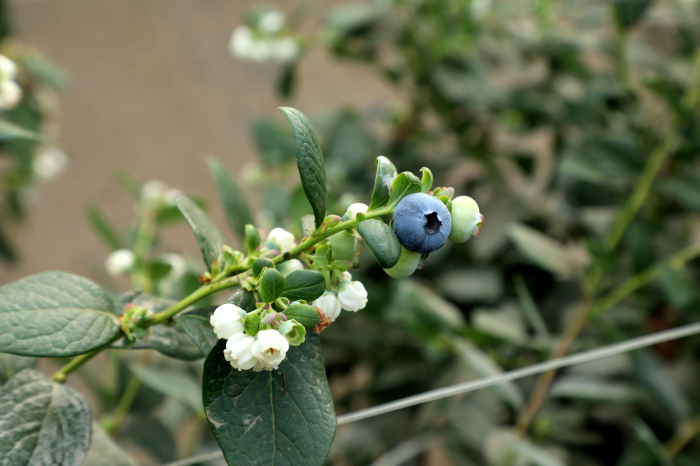 冬季管护正当时 特色产业促振兴