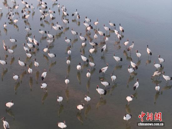 12月10日，贵州省毕节市威宁彝族回族苗族自治县草海国家级自然保护区，成群结队的黑颈鹤悠闲觅食，栖身保护区，尽显生态之美。