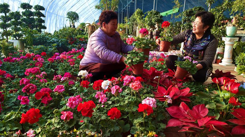 周边市民专程挑选喜迎新年花卉。华岩明摄