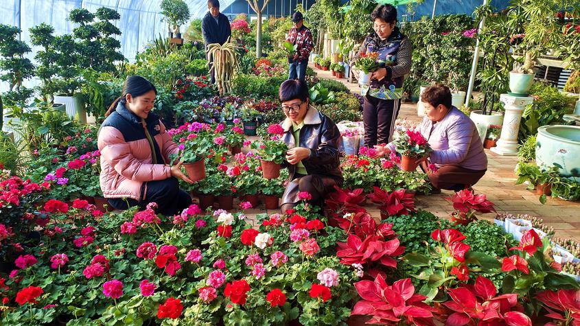 众多游客花在棚内挑选心仪的花草。华岩明摄