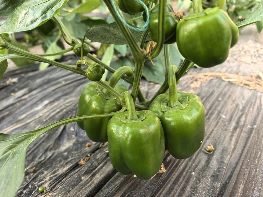 大棚彩椒长势旺 丰产增收底气足