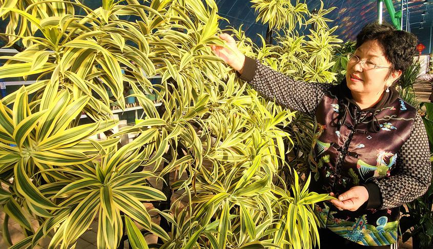 周边市民在挑选心仪的花草。华岩明摄