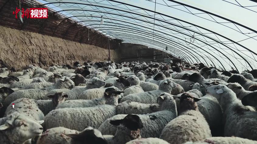 新疆发布寒潮红色预警 吉木萨尔县多举措保障母畜御寒