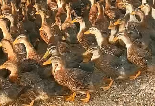 巴楚县：“鸭”力十足促增收 特色养殖添活力